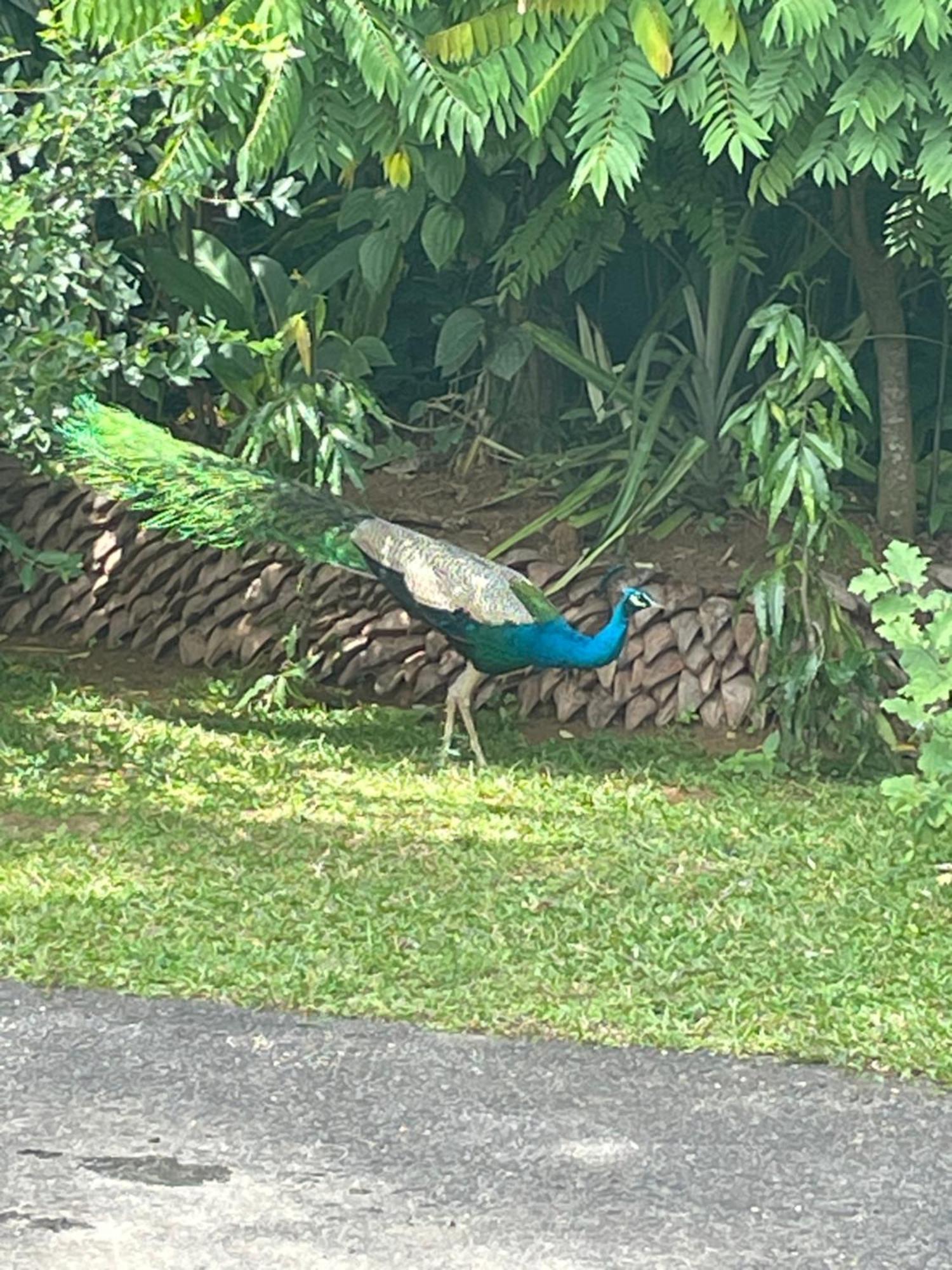 Surveyor'S Residence Bungalow Kandy Esterno foto